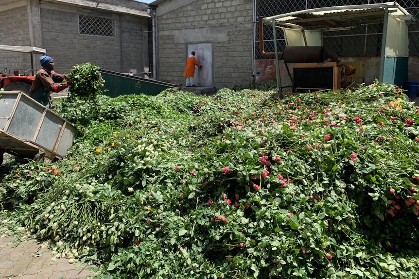 A worker throwing roses onto a pile of waste.