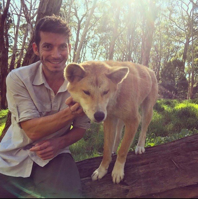 Dingoes' diet options are widening as food and water becomes scarce