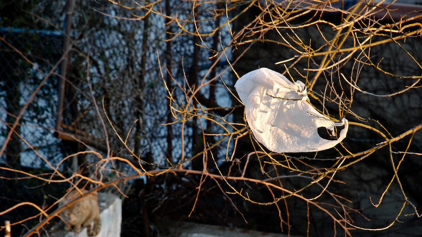 Plastic bags are banned in South Australia, Tasmania, the ACT and NT.