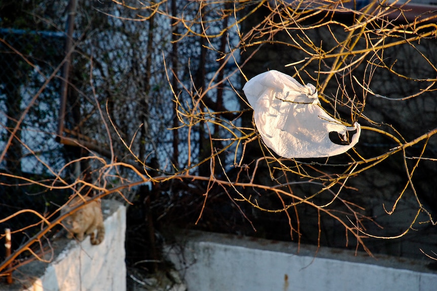 Plastic bag in a tree.