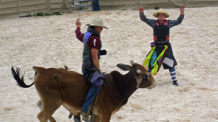 Rodeo bull riding