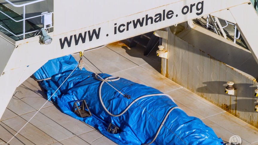 Blue tarpaulin covers the body of a whale on board a Japanese ship.