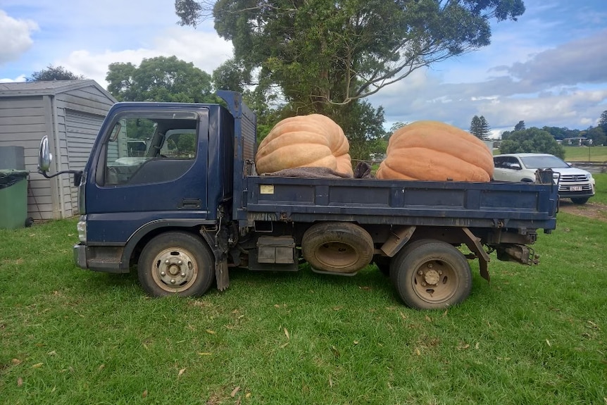 A navy truck with two giant pumpkins in the back