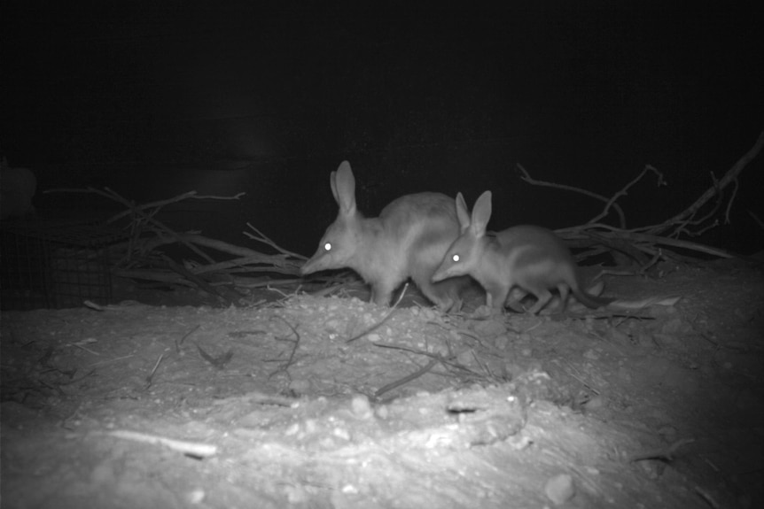 Two bilbies captured on night-vision camera in the wild. 