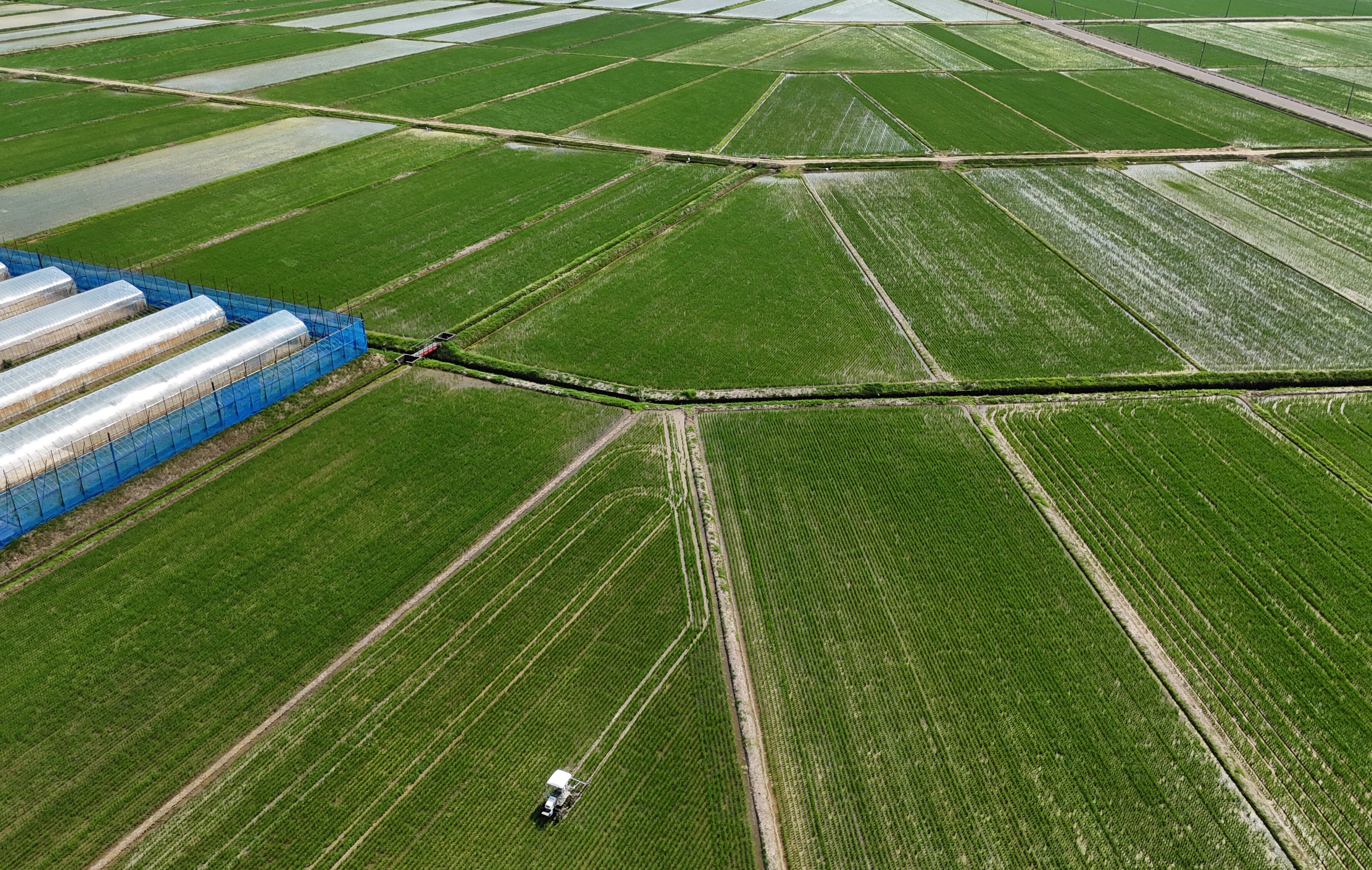 Un tractor en campos verdes de arroz.
