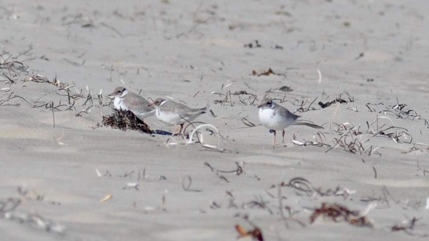 Three medium-sized sandy-brown birds stand on seaweed-embedded sand.