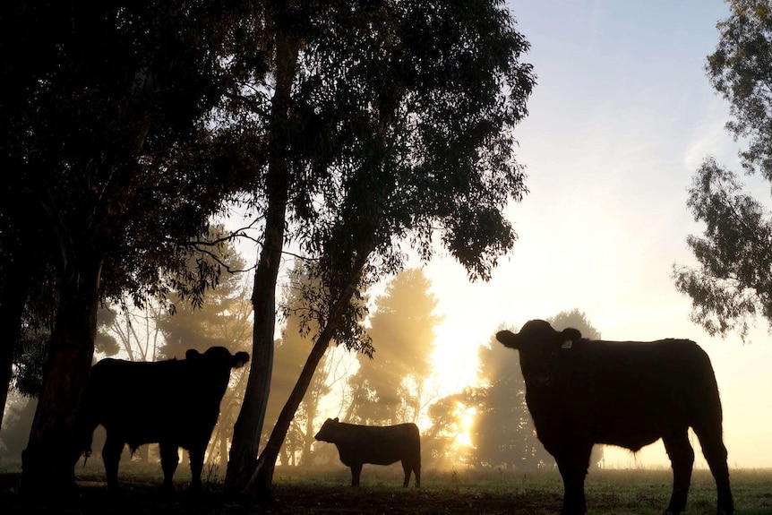 Livestock technology developed in Upper Hunter making strides in overseas market