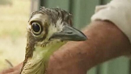 The Bush Stone-Curlew was considered extinct in the ACT since 1970.