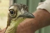 The Bush Stone-Curlew was considered extinct in the ACT since 1970.