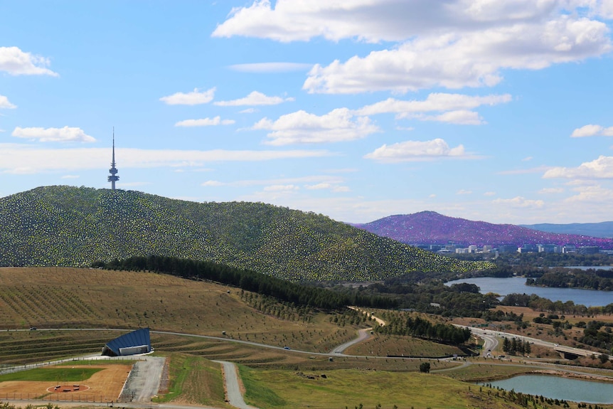 The colours of Canberra's mountains would be revealed in spring.