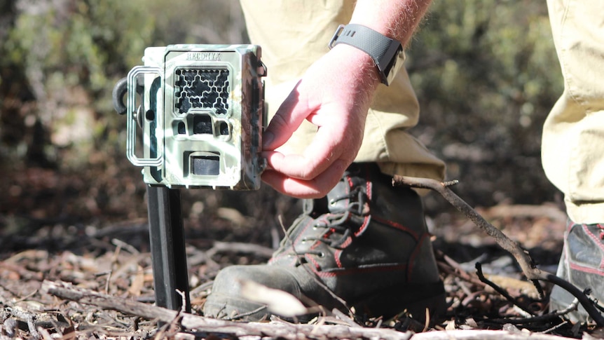 A close-up shot of a motion sensor camera on the ground in bushland with a man's hand adjusting it and his feet behind it.