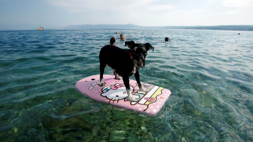 A dog is seen on a swimming board at dog beach and bar in Crikvenica, Croatia.