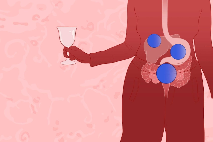 illustration of bottom half of gastrointestinal tract