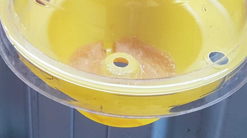 Gel attractant sits in a fruit fly trap.