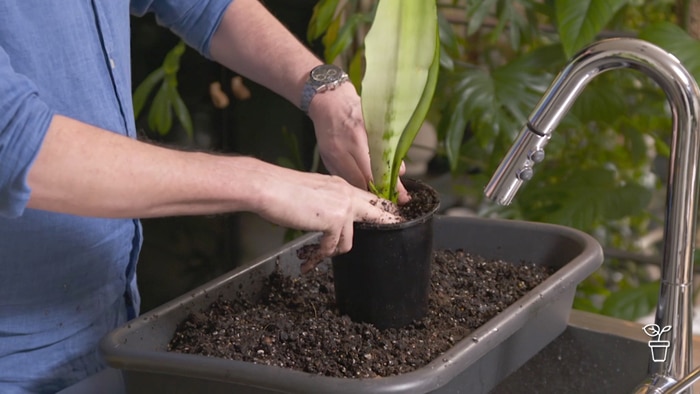 Hands pushing soil down around plant in pot at kitchen sink