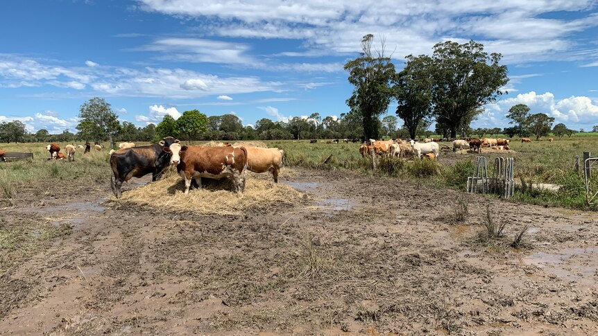Cattle stand around on a water logged farm near Coraki.