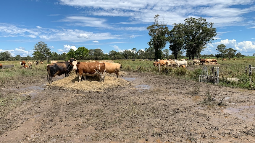 Cattle stand around on a water logged farm near Coraki.