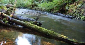 Water flows at green creek