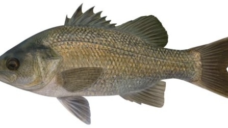 A three month ban on Australian Bass and Estuary Perch fishing comes into force today.