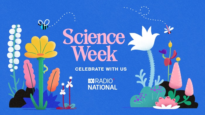 Graphics featuring a range of Australian wildflowers with pink text