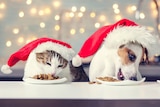 A dog and cat wearing Santa hats eating pet food on a table