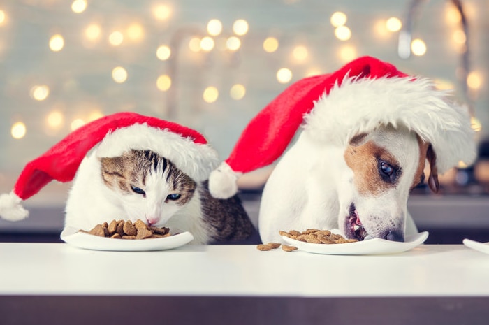 A dog and cat wearing Santa hats eating pet food on a table