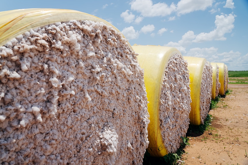 Large bales of cotton in the outdoors.