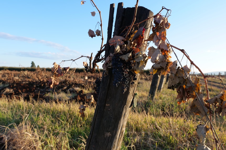 A grape vine post with shriveled grapes and push-out vines in the background.