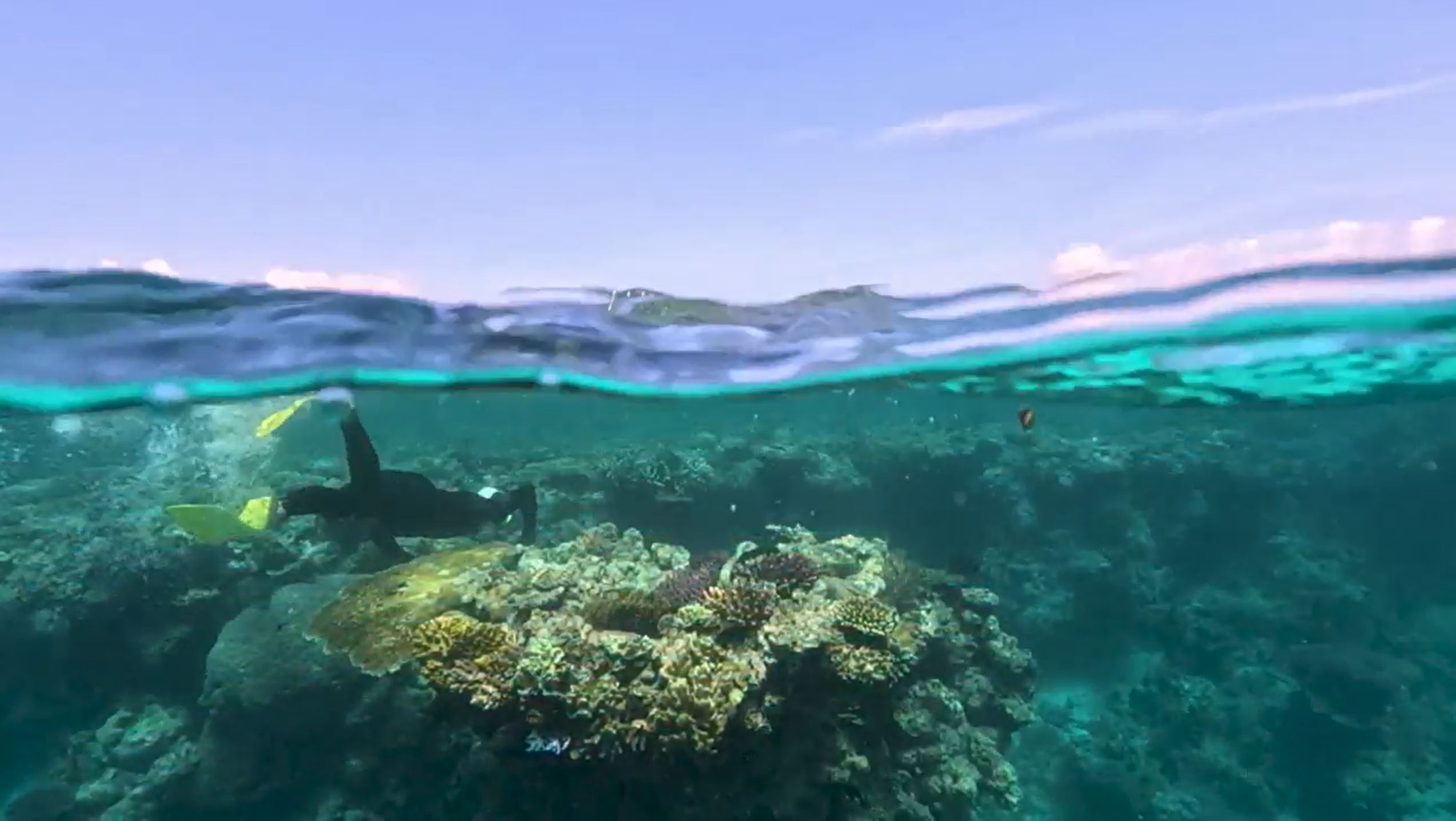 Enduring obsession with the Great Barrier reef captured in