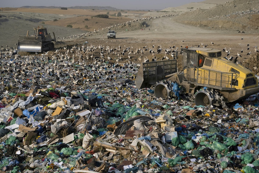 Cientos de pájaros blancos y negros se alinean en las colinas de un vertedero de basura, salpicados por el vehículo sanitario amarillo ocasional.