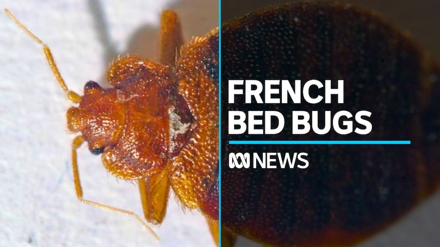 Bed bugs force closure of seven schools in France, government