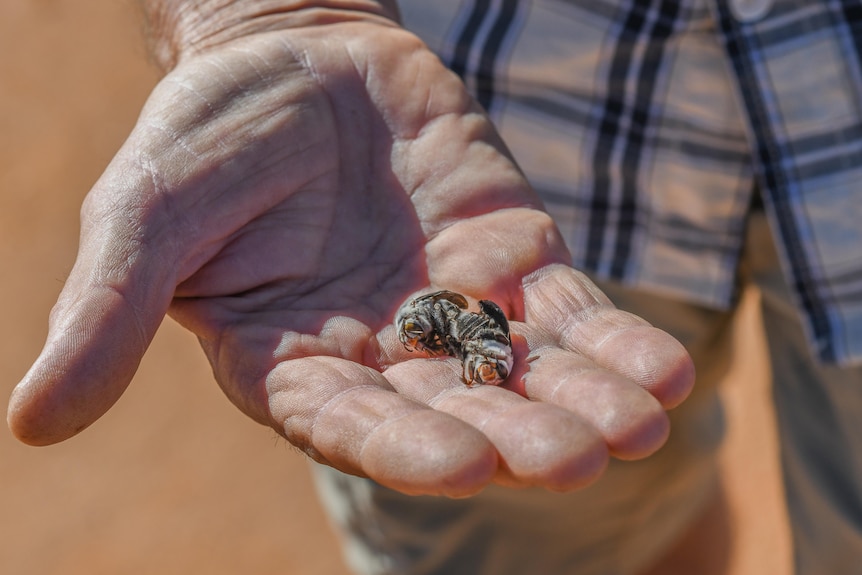 A bee in a mans hand