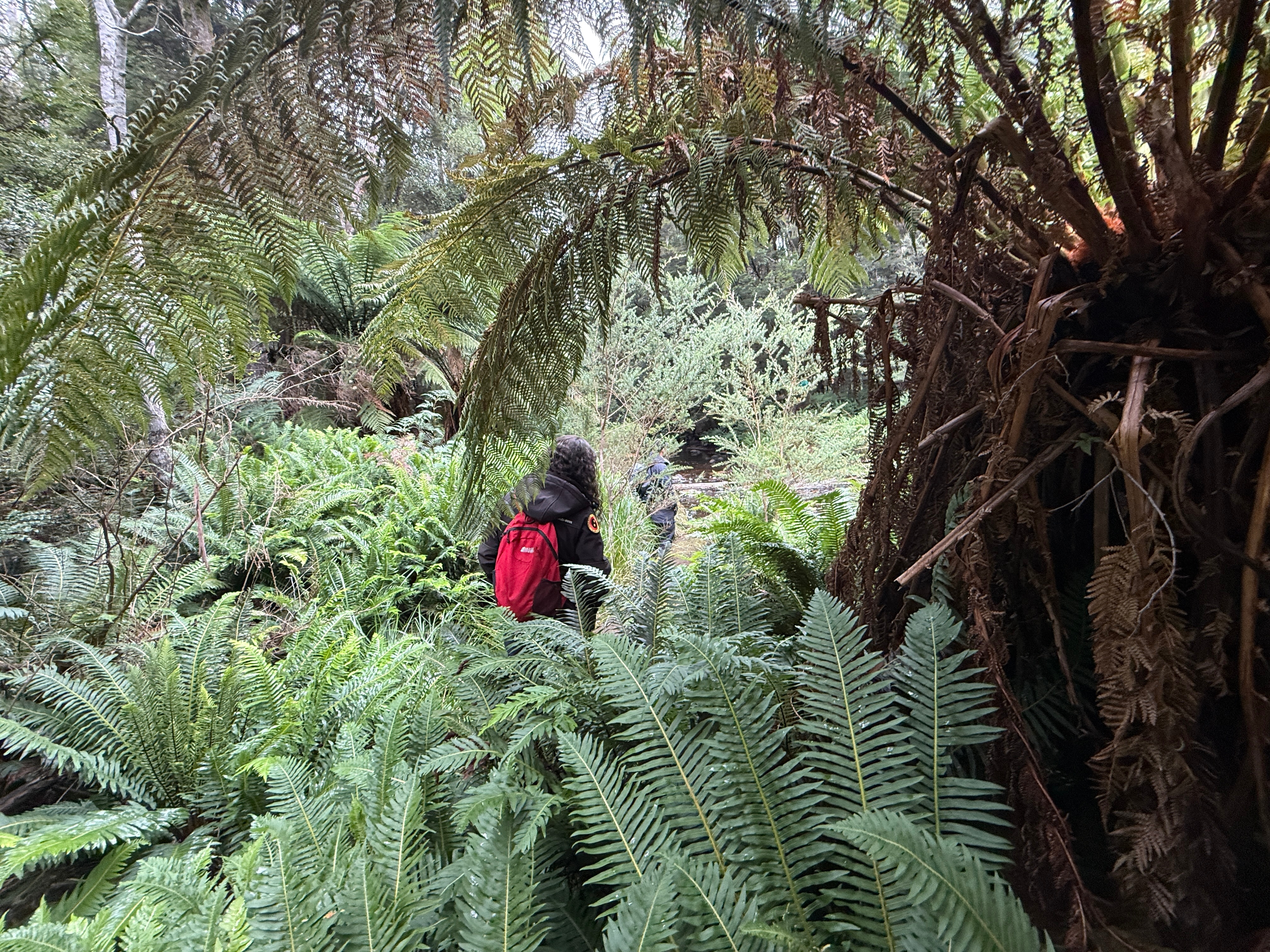 People walk through dense rainforest