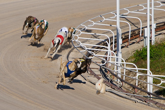 Greyhound racing