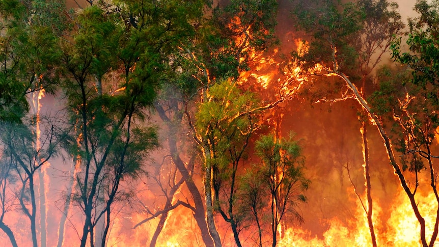 NASA satellite data showed that in 2013 there were 4,595 bushfires per week across Australia.