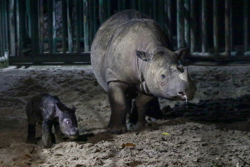 A small rhinoceros calf stands next to its mother, on sand at a conservation park