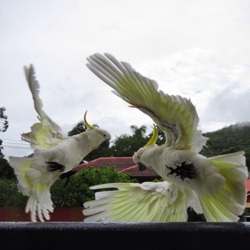 Cockatoos fly off