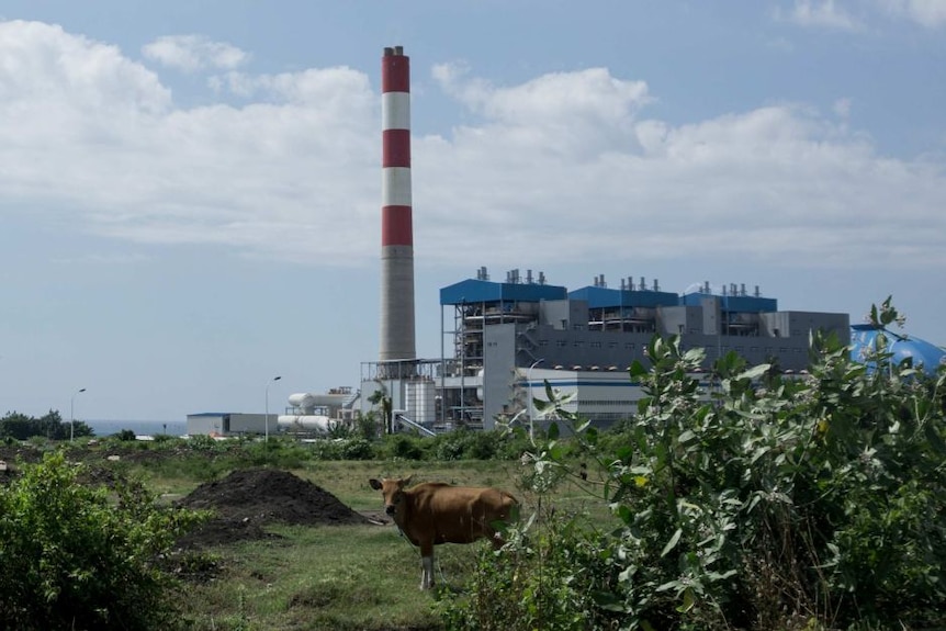 A cow standing in front of a coal-fired power plant in Bali.