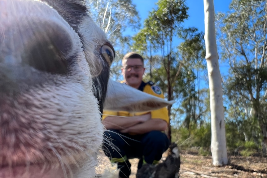 A goat has its nose right up to the camera with an RFS officer crouching in the background