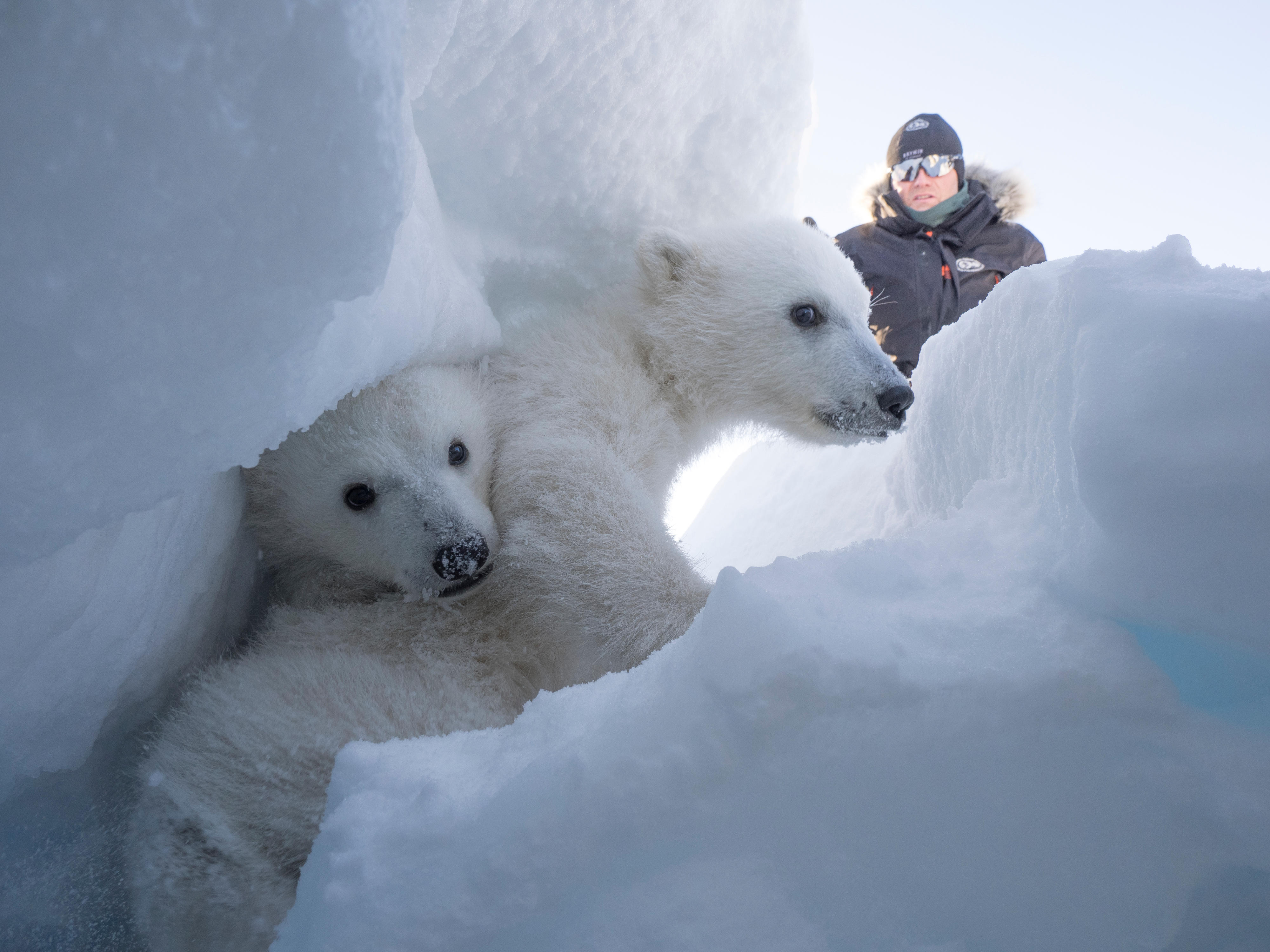 O pesquisador Magnus Andersen observa dois filhotes de urso polar escondidos em uma fenda nevada.