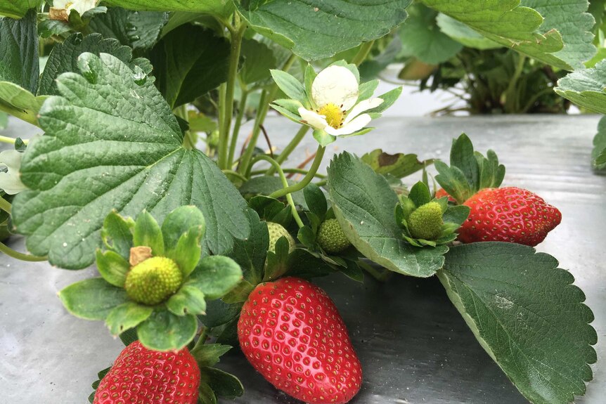 strawberry damage plant