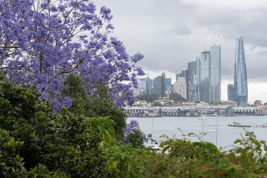 Jacaranda in bloom with Sydney Opera House in the background