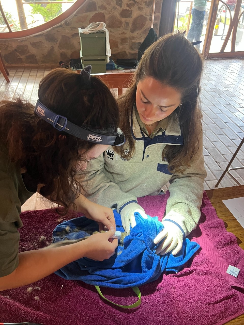 two people with head torches look over an animal under a blanket on a table