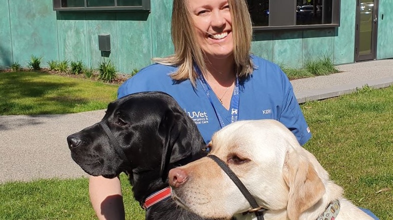 A veterinary nurse smiles as she pats two labradors on leads.