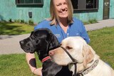 A veterinary nurse smiles as she pats two labradors on leads.