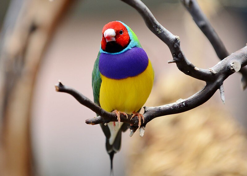 Endangered Gouldian finch returns to Lee Point, prompting campaign to stop Defence Housing Australia development - ABC News
