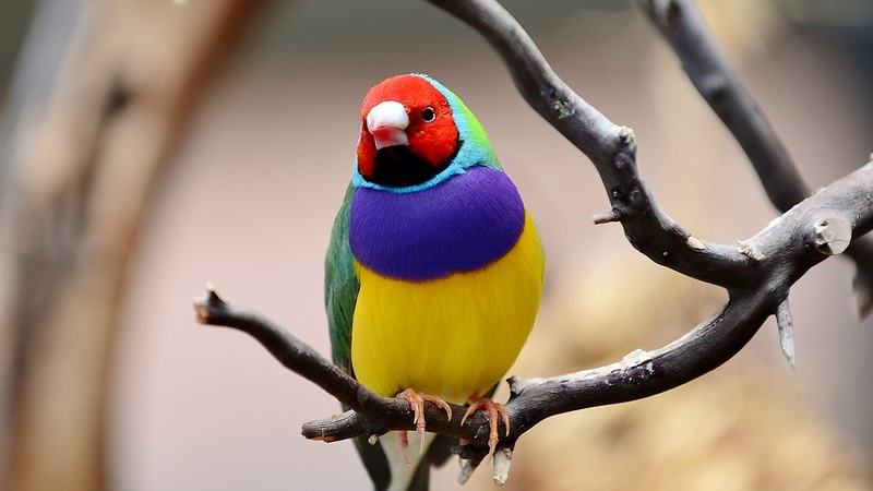 Gouldian finch perched on a twig