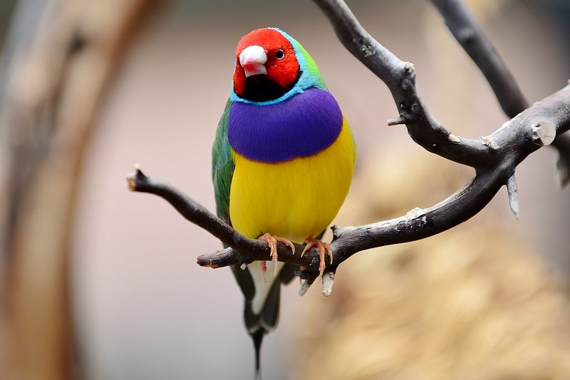 Gouldian finch perched on a twig