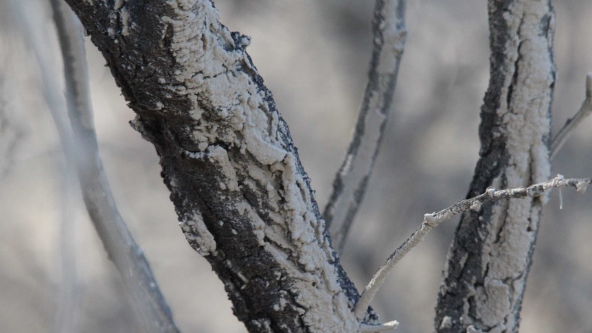 Dust on trees from the Stawell Gold Mine tailings dam.