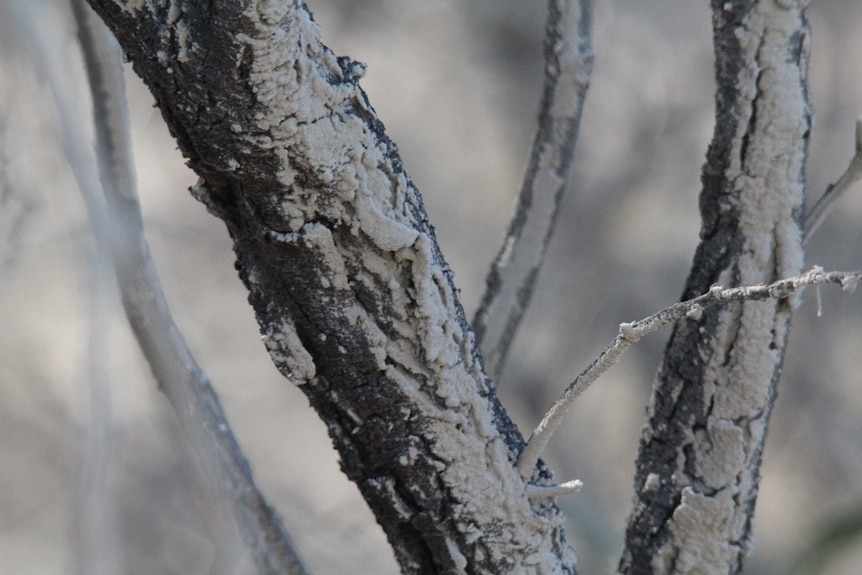 Dust on trees from the Stawell Gold Mine tailings dam.